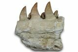 Mosasaur (Prognathodon) Jaw with Six Teeth - Morocco #276702-1